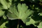 Géranium à feuilles rondes, Mauvette Geranium rotundifolium L., 1753