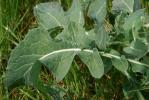 Colza Brassica napus L., 1753