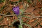 Vipérine commune, Vipérine vulgaire Echium vulgare L., 1753