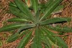 Vipérine commune, Vipérine vulgaire Echium vulgare L., 1753