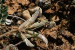 Astragale blanchâtre Astragalus incanus L., 1759