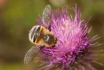  Fallenia fasciata (Fabricius, 1805)