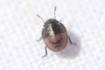  Eurygaster maura (Linnaeus, 1758)