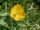 Glaucière jaune, Pavot jaune des sables Glaucium flavum Crantz, 1763