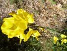 Demi-diable Centrotus cornutus (Linnaeus, 1758)