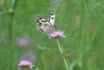 Echiquier ibérique (L'), Échiquier d'Ibérie (L') Melanargia lachesis (Hübner, 1790)
