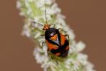  Deraeocoris schach (Fabricius, 1781)