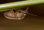  Neottiglossa bifida (A. Costa, 1847)