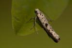  Yponomeuta plumbella (Denis & Schiffermüller, 1775)