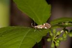  Alabonia geoffrella (Linnaeus, 1767)