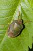 Punaise verte Palomena prasina (Linnaeus, 1760)