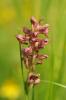 Orchis punaise, Orchis à odeur de punaise Anacamptis coriophora (L.) R.M.Bateman, Pridgeon & M.W.Chase, 1997