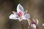 Butome en ombelle, Jonc fleuri, Carélé Butomus umbellatus L., 1753