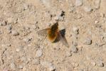 Grand bombyle Bombylius major Linnaeus, 1758