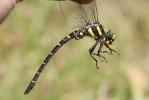 Cordulégastre bidenté (Le) Cordulegaster bidentata Selys, 1843