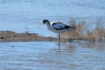 Avocette élégante Recurvirostra avosetta Linnaeus, 1758