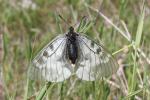 Semi-Apollon (Le) Parnassius mnemosyne (Linnaeus, 1758)