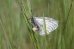 Semi-Apollon (Le) Parnassius mnemosyne (Linnaeus, 1758)
