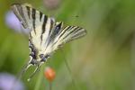 Flambé (Le) Iphiclides podalirius (Linnaeus, 1758)