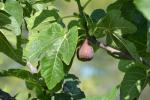 Figuier commun, Figuier de Carie, Caprifiguier, Fi Ficus carica L., 1753