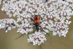  Stictoleptura cordigera (Fuessly, 1775)