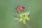  Carpocoris pudicus (Poda, 1761)