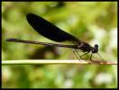 Caloptéryx hémorroïdal Calopteryx haemorrhoidalis (Vander Linden, 1825)