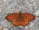 Grand Nacré (Le), Aglaé (L'), Moyen-Nacré (Le) Speyeria aglaja (Linnaeus, 1758)