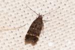  Bryotropha dryadella (Zeller, 1850)