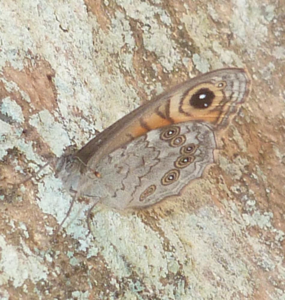 Némusien (Le), Ariane (L'), Némutien (Le), Satyre Lasiommata maera (Linnaeus, 1758)