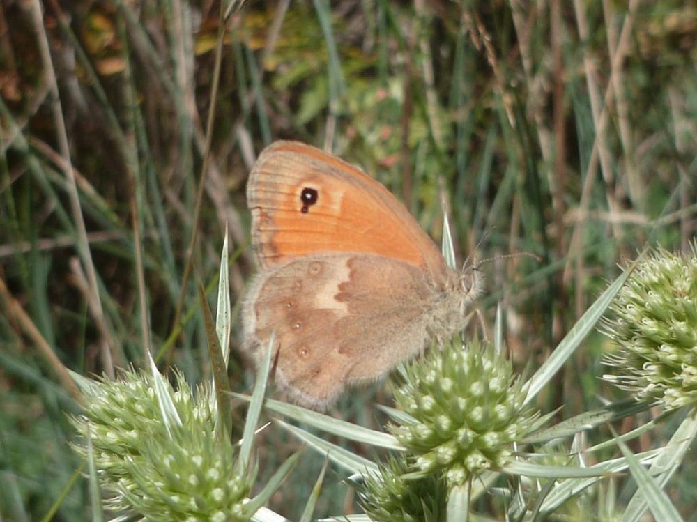 Fadet commun (Le), Procris (Le), Petit Papillon de Coenonympha pamphilus (Linnaeus, 1758)