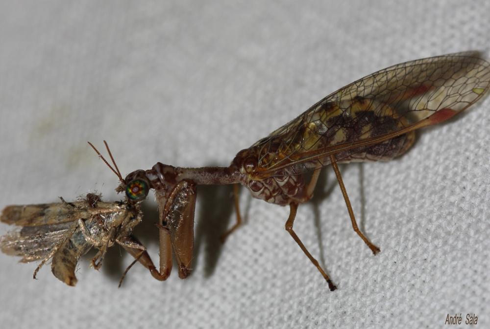 Mantispa styriaca (Poda, 1761)