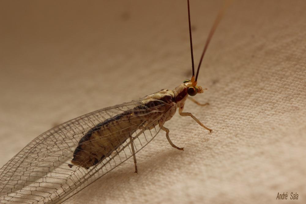  Italochrysa italica (Rossi, 1790)