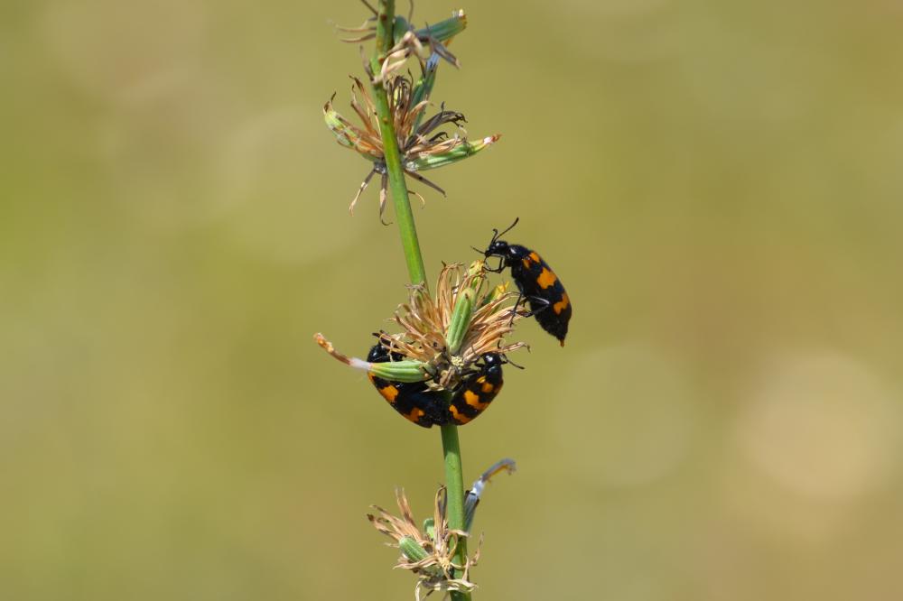 Mylabre variable Mylabris variabilis (Pallas, 1781)