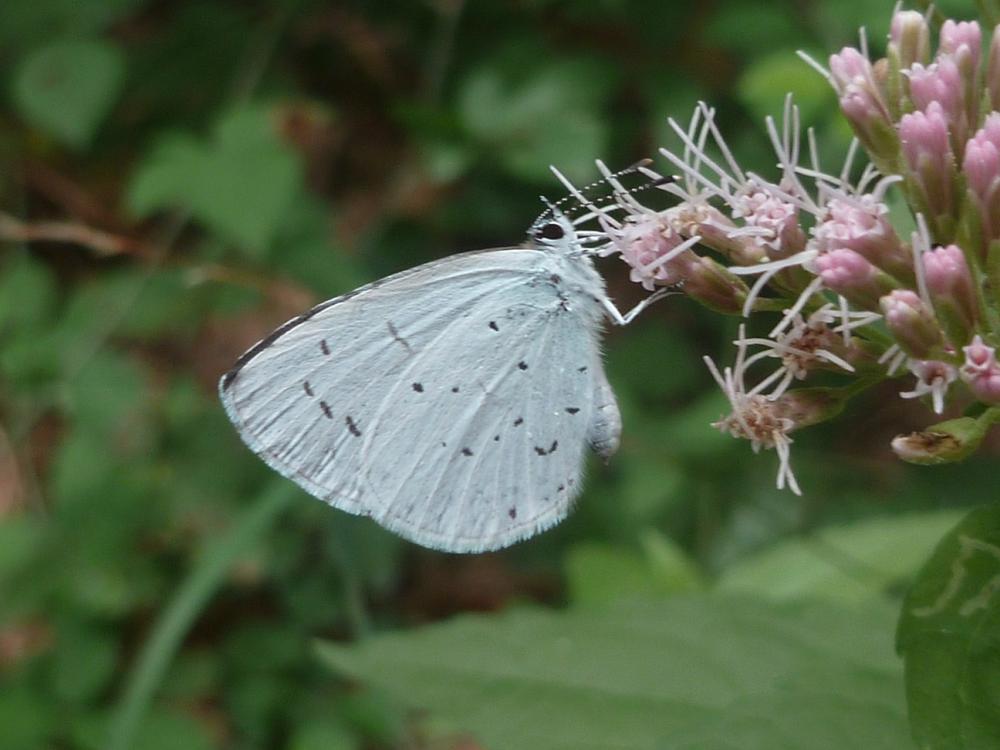 Azuré des Nerpruns (L'), Argus à bande noire (L'), Celastrina argiolus (Linnaeus, 1758)