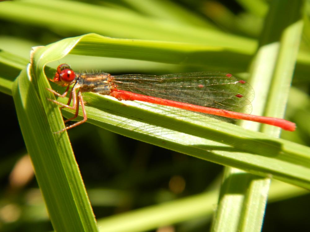 Agrion délicat Ceriagrion tenellum (Villers, 1789)
