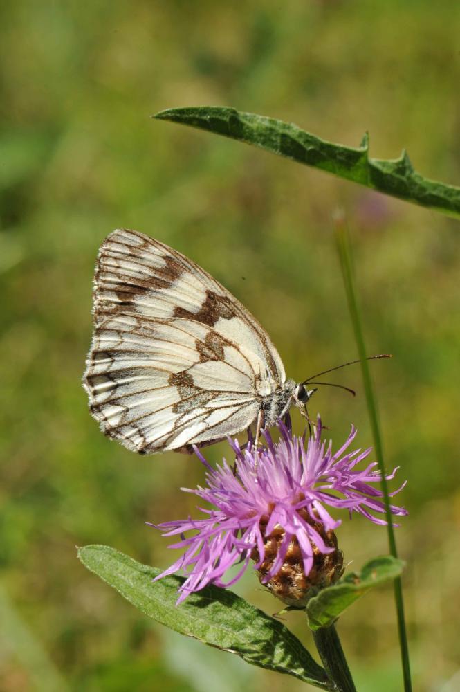 Echiquier ibérique (L'), Échiquier d'Ibérie (L') Melanargia lachesis (Hübner, 1790)