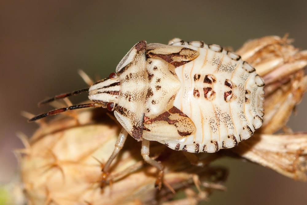 Carpocoris mediterraneus Tamanini, 1959
