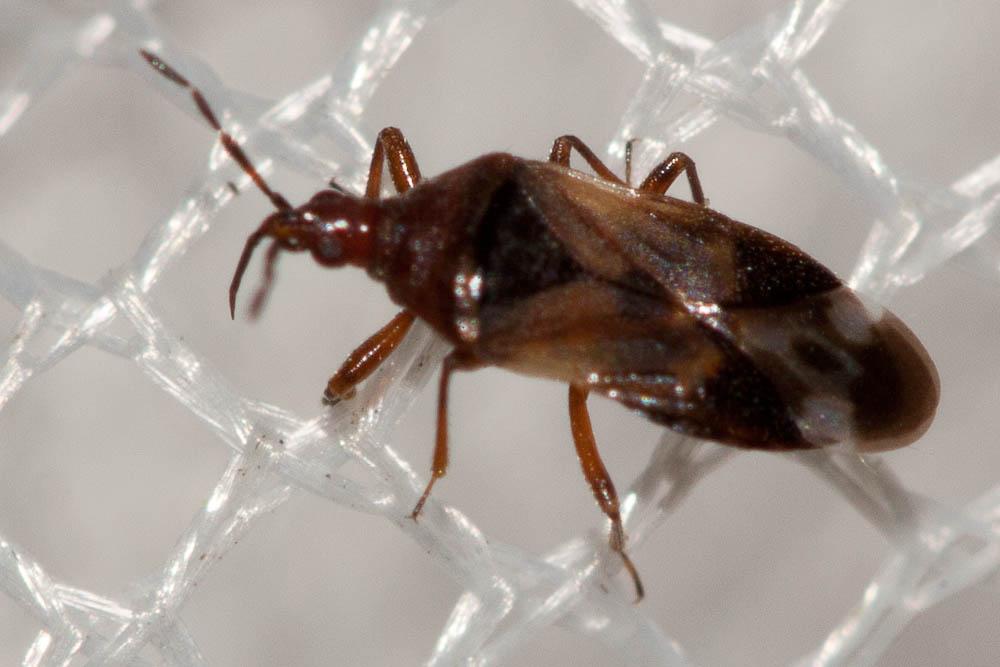  Anthocoris Fallén, 1814