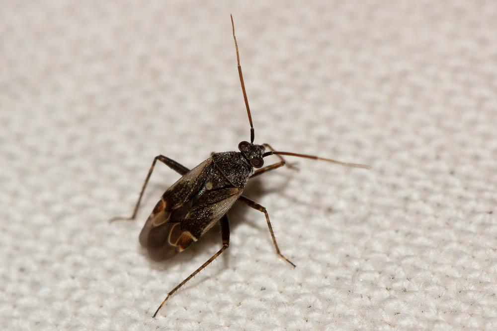  Polymerus cognatus (Fieber, 1858)