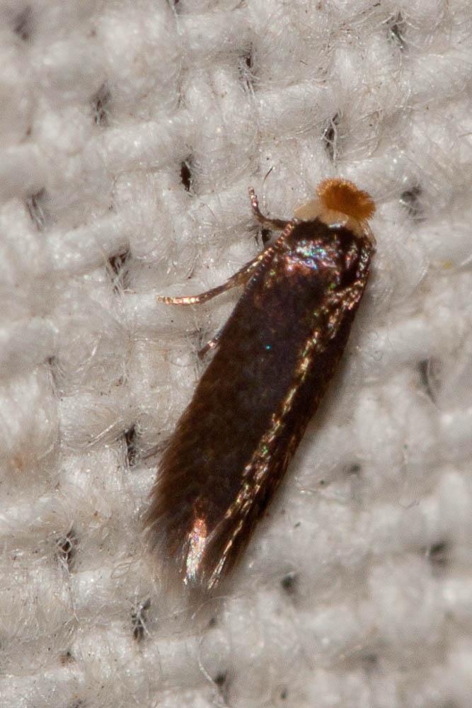 Stigmella Schrank, 1802