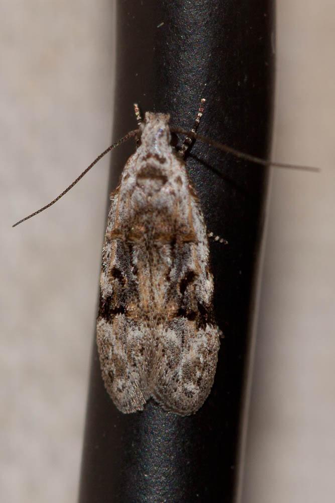 Altenia scriptella (Hübner, 1796)