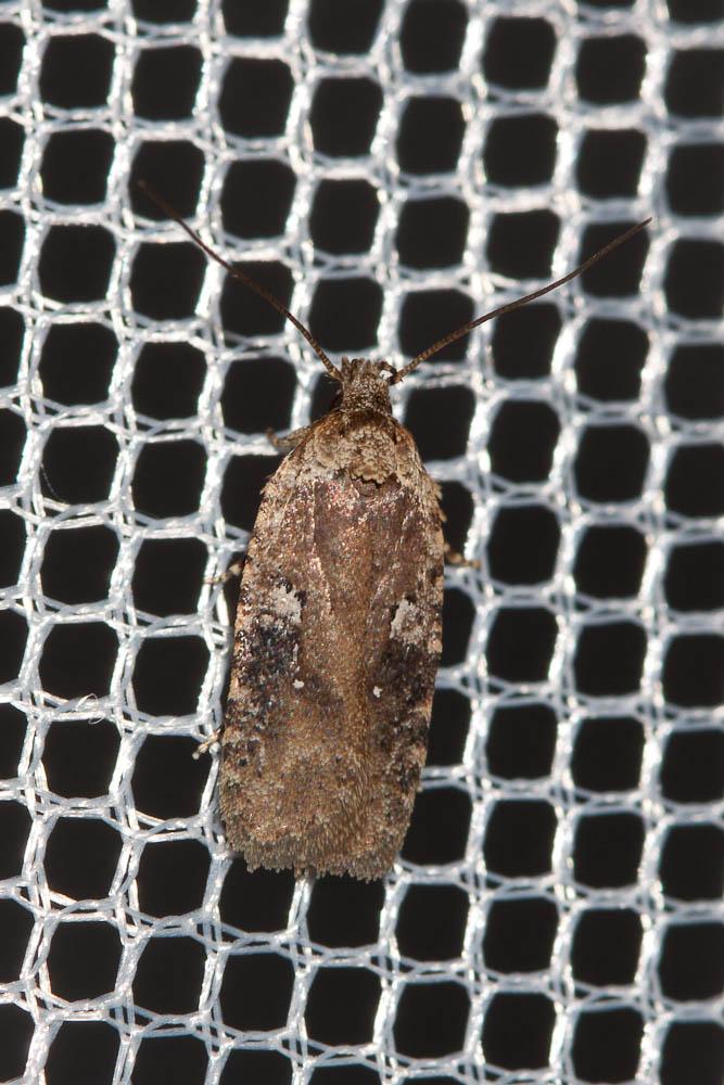  Agonopterix purpurea (Haworth, 1811)