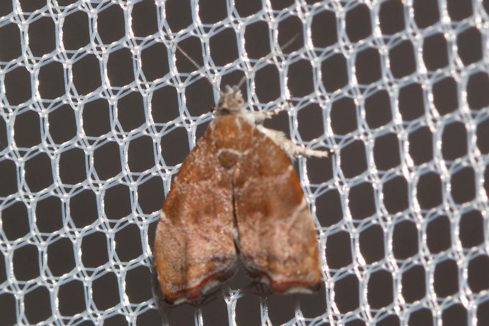  Choreutis nemorana (Hübner, 1799)