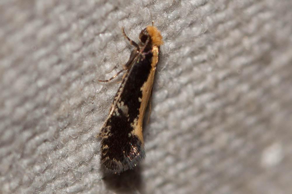  Monopis obviella (Denis & Schiffermüller, 1775)