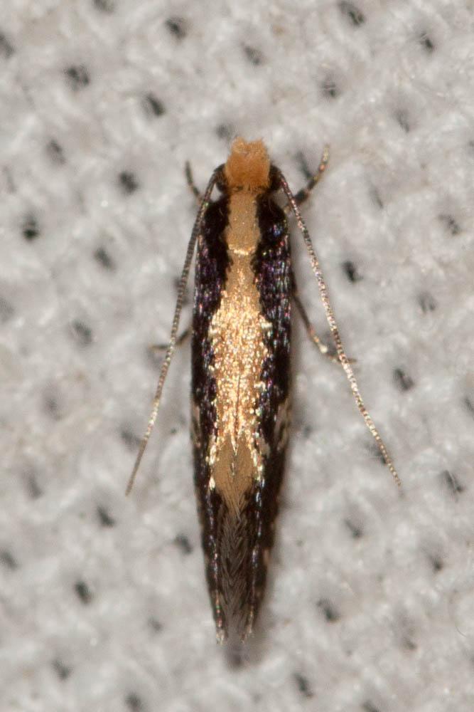  Monopis obviella (Denis & Schiffermüller, 1775)