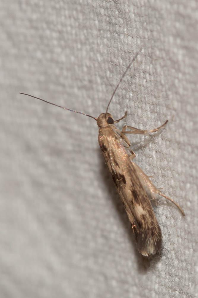 Scythris limbella (Fabricius, 1775)