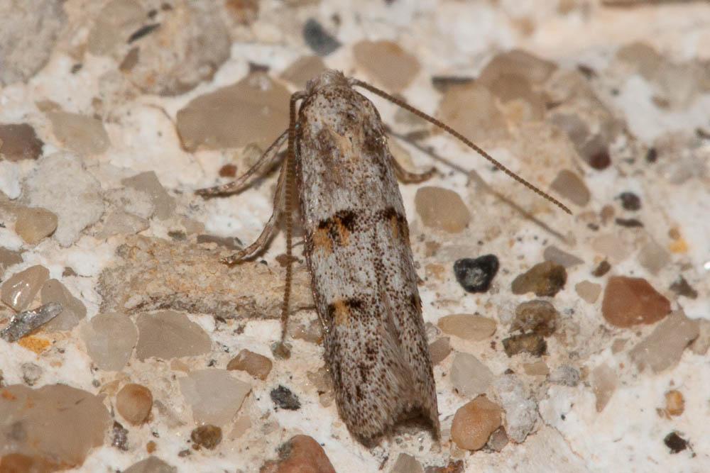 Symmocoides oxybiella (Millière, 1872)