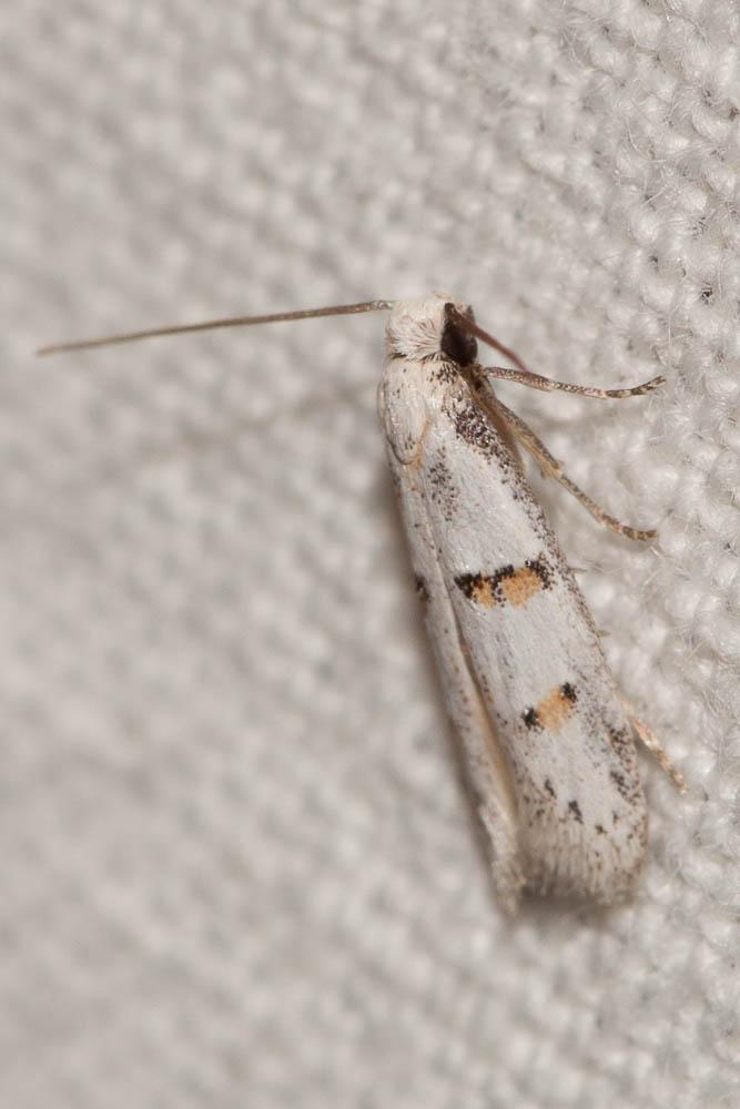 Symmocoides oxybiella (Millière, 1872)