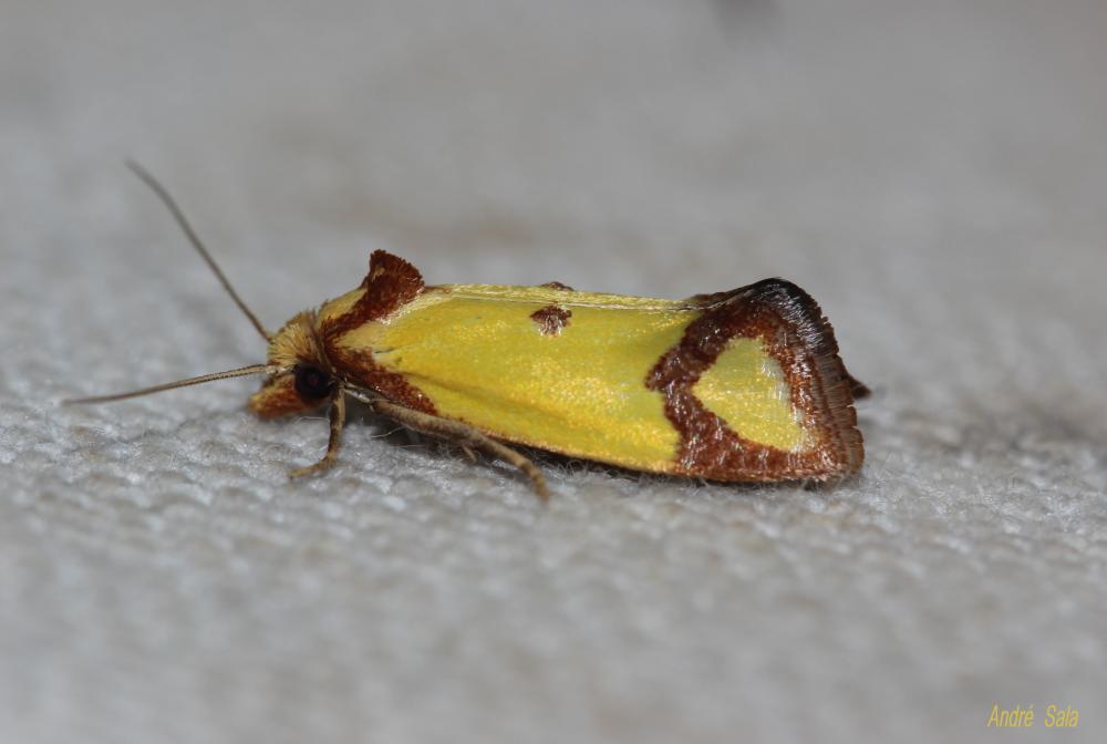  Agapeta zoegana (Linnaeus, 1767)